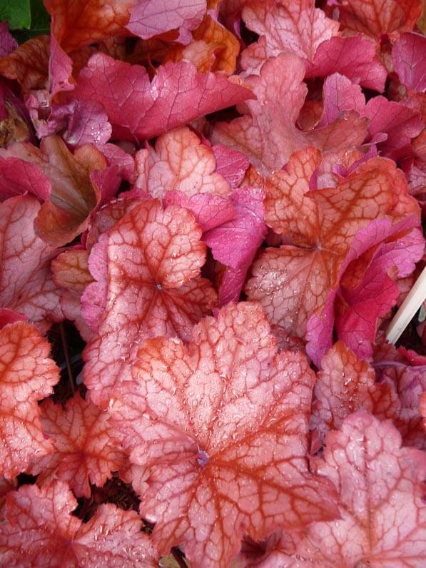 Heuchera 'Paprika', Les Jardins de Grenelle, Fête des Plantes, Fruits et Légumes d'hier et d'aujourd'hui, Domaine de Saint-Jean de Beauregard (91)