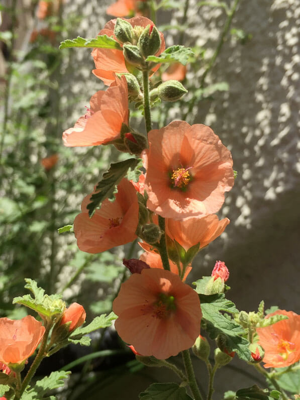 Sphaeralcea 'Newleaze Coral', Malvacées, sur mon balcon parisien en été, Paris 19e (75)