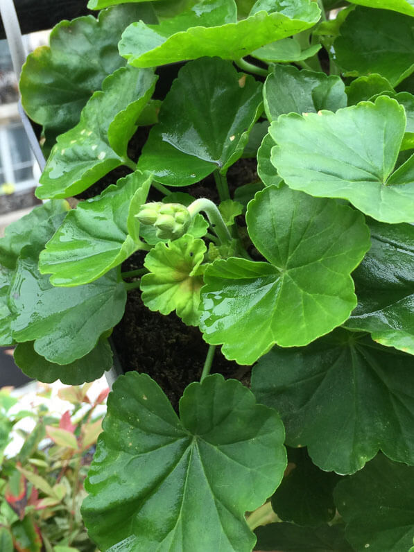 Pelargonium zonale Little Lady sur mon balcon parisien en automne, Paris 19e (75)