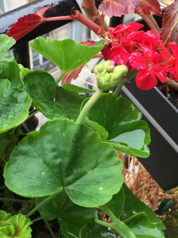 Pelargonium zonale Little Lady sur mon balcon parisien en automne, Paris 19e (75)