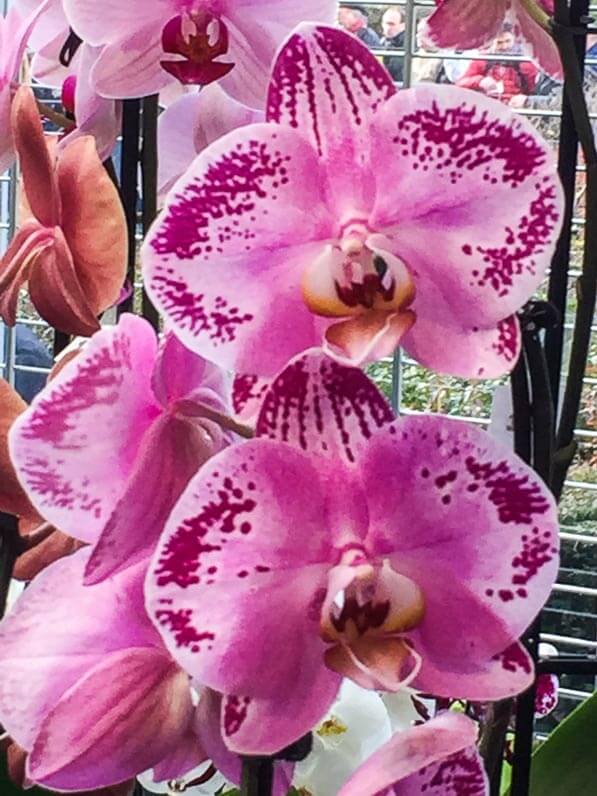 Phalaenopsis hybride, exposition vente d'orchidées, SNHF, Orchidée 75, parc floral, Paris 12e (75)