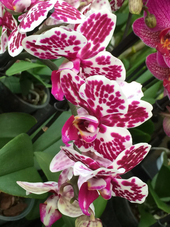 Phalaenopsis hybride, exposition vente d'orchidées, SNHF, Orchidée 75, parc floral, Paris 12e (75)