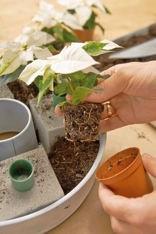 4ème étape de la réalisation d'un centre de table avec des poinsettias blancs et des bougies rouges, photo Star of Europe, Bureau Horticole Régional