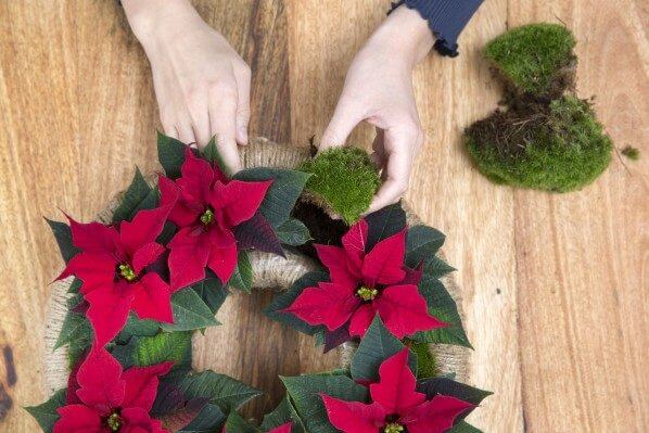 3ème étape de la réalisation d'un centre de table avec des poinsettias rouges et des bougies rouges, photo Star of Europe, Bureau Horticole Régional