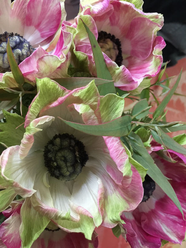 Fleurs d'anémone, Aoyama Flower Market, Paris 7e (75)