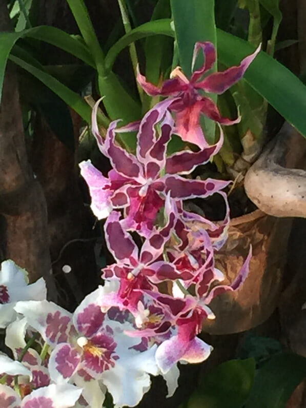 Exposition Mille et une orchidées, grandes serres du Jardin des Plantes, Paris 5e (75)