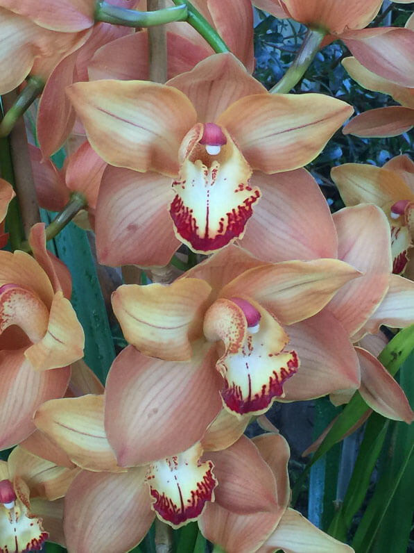 Cymbidium hybride, Exposition Mille et une orchidées, grandes serres du Jardin des Plantes, Paris 5e (75)