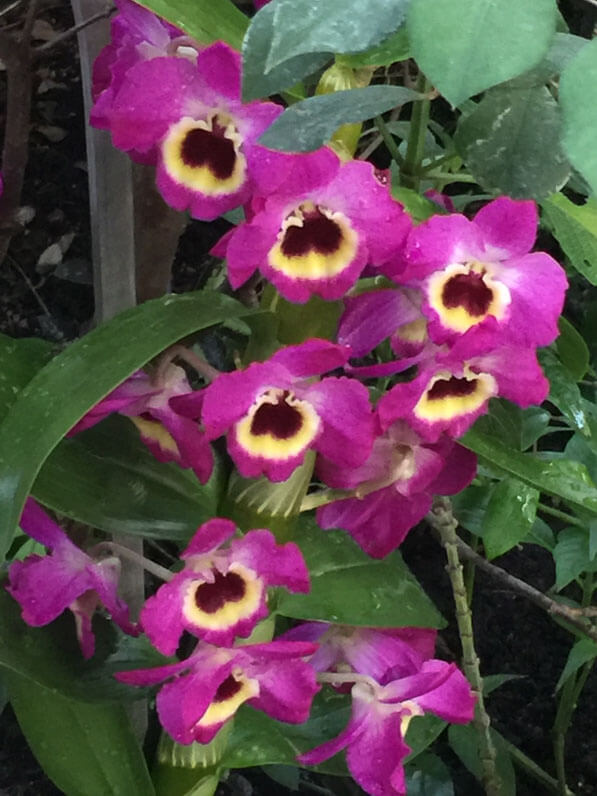 Dendrobium, Exposition Mille et une orchidées, grandes serres du Jardin des Plantes, Paris 5e (75)