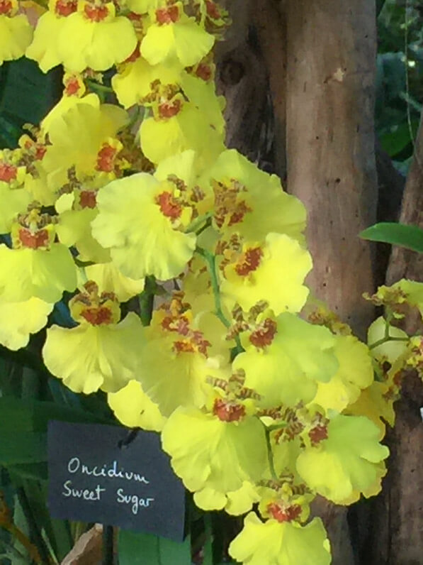 Oncidium, Exposition Mille et une orchidées, grandes serres du Jardin des Plantes, Paris 5e (75)