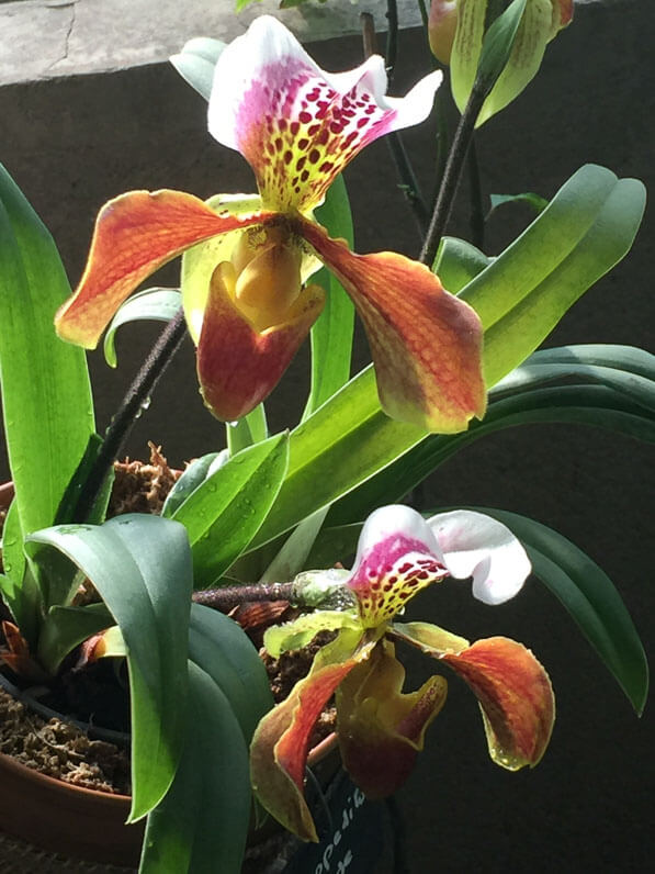Paphiopedilum hybride, Exposition Mille et une orchidées, grandes serres du Jardin des Plantes, Paris 5e (75)