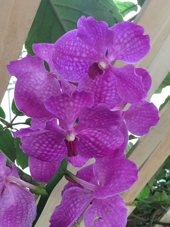 Vanda, Exposition Mille et une orchidées, grandes serres du Jardin des Plantes, Paris 5e (75)