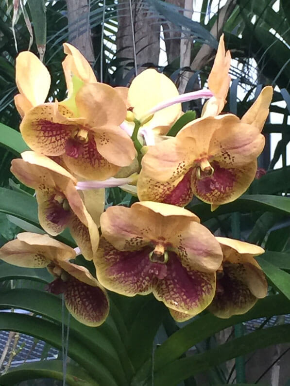 Vanda, Exposition Mille et une orchidées, grandes serres du Jardin des Plantes, Paris 5e (75)