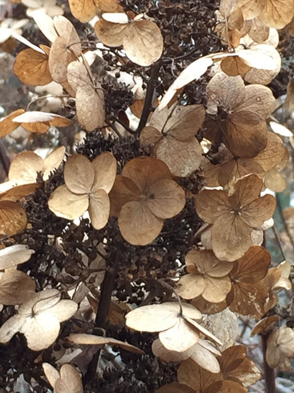 Panicule de fleurs fanées d'un hydrangéa dans le parc de Bercy en hiver, Paris 12e (75)