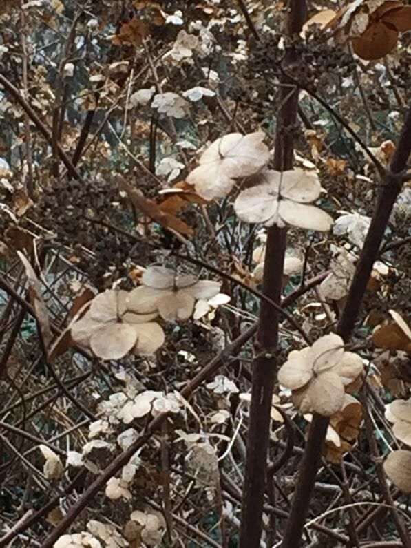 Panicule de fleurs fanées d'un hydrangéa dans le parc de Bercy en hiver, Paris 12e (75)