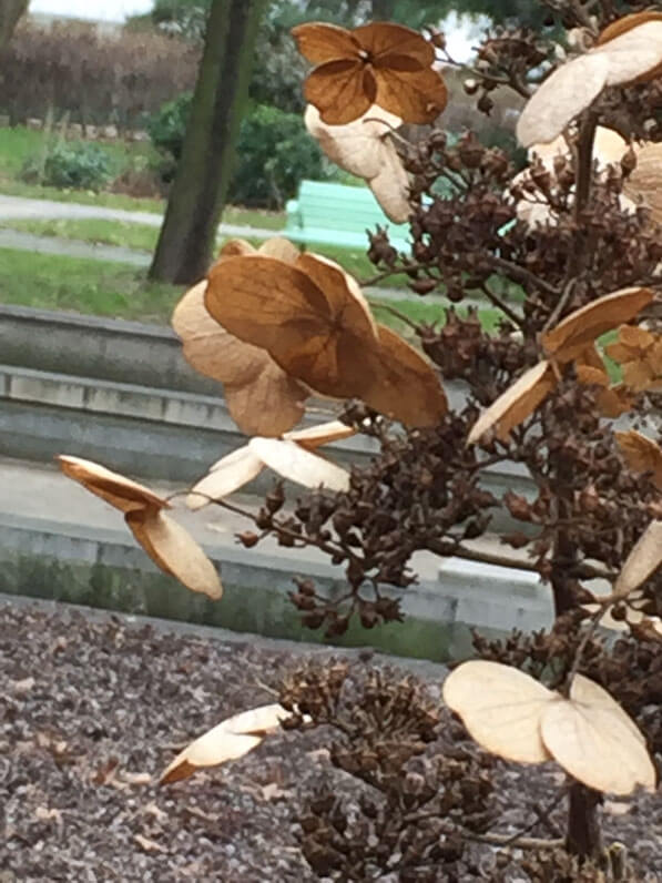 Panicule de fleurs fanées d'un hydrangéa dans le parc de Bercy en hiver, Paris 12e (75)