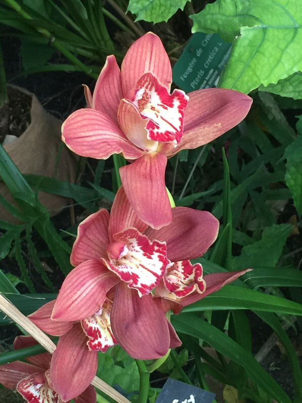 Cymbidium Red Beauty 'Toulouse', exposition Mille et une orchidées, grandes serres du Jardin des Plantes, Paris 5e (75)