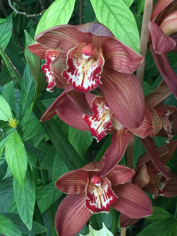 Cymbidium Red Beauty 'Toulouse', exposition Mille et une orchidées, grandes serres du Jardin des Plantes, Paris 5e (75)