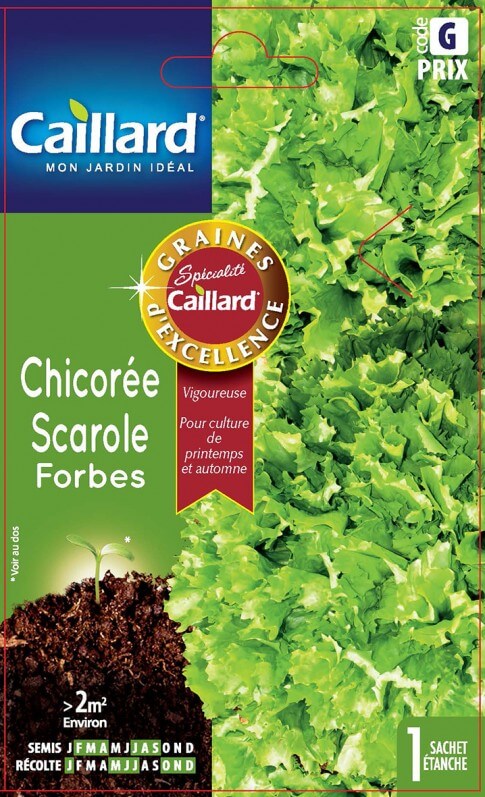 Chicorée scarole Forbes, Caillard