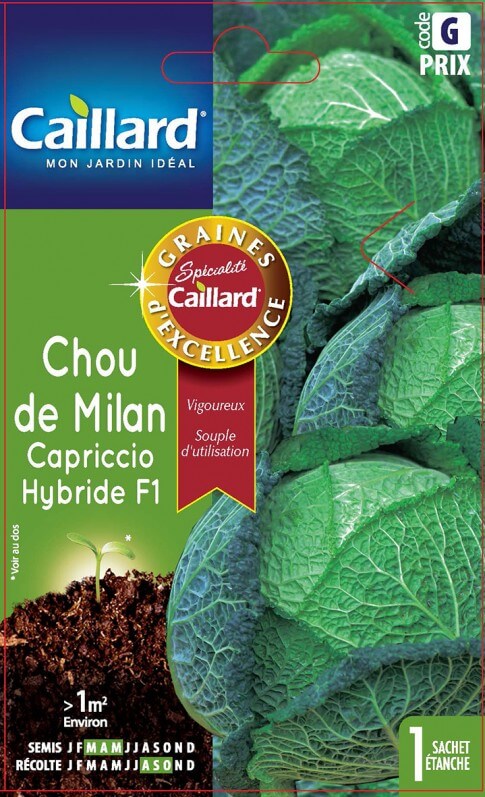 Chou de Milan Capricio Hybride F1, Caillard