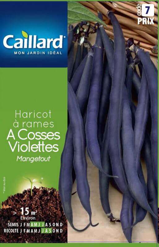 Haricot à Cosses Violettes Mangetout, Caillard