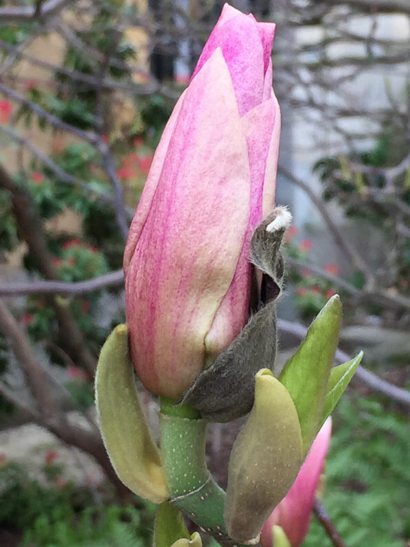 Bouton floral de Magnolia en cours d'épanouissement, Jardin des Plantes, Paris 5e (75)