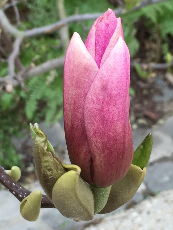 Bouton floral de Magnolia en cours d'épanouissement, Jardin des Plantes, Paris 5e (75)