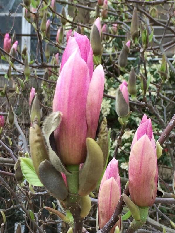 Boutons floraux de Magnolia en cours d'épanouissement, Jardin des Plantes, Paris 5e (75)