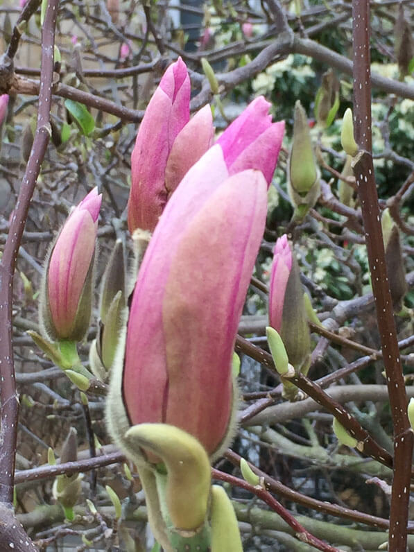 Boutons floraux de Magnolia en cours d'épanouissement, Jardin des Plantes, Paris 5e (75)