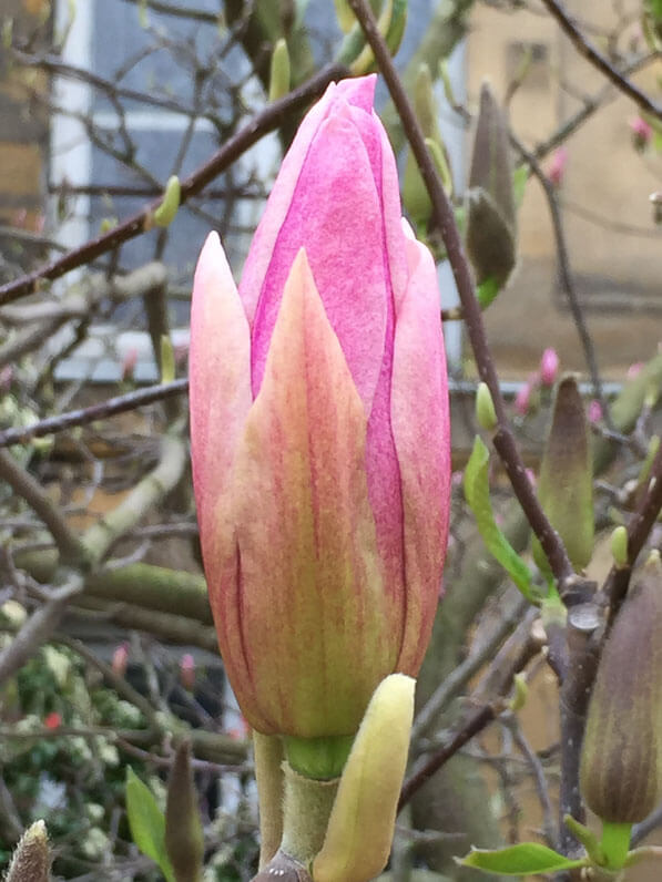 Bouton floral de Magnolia en cours d'épanouissement, Jardin des Plantes, Paris 5e (75)