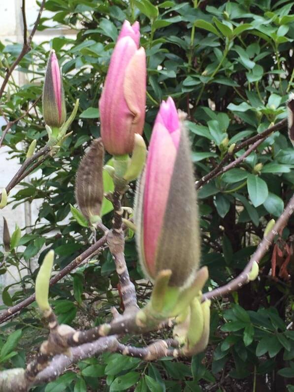Boutons floraux de Magnolia en cours d'épanouissement, Jardin des Plantes, Paris 5e (75)