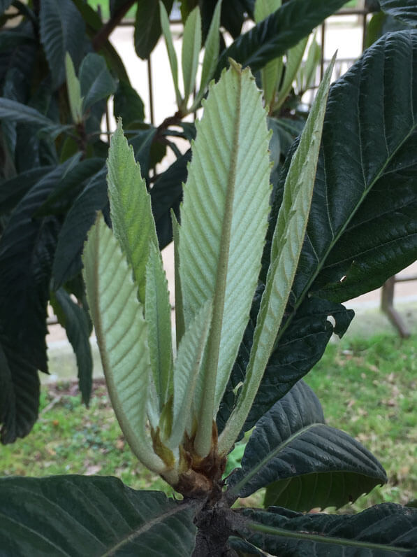 Jeunes feuilles de néflier du Japon (Eriobotrya japonica), Jardin des Plantes, Paris 5e (75)