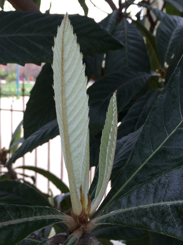 Jeunes feuilles de néflier du Japon (Eriobotrya japonica), Jardin des Plantes, Paris 5e (75)