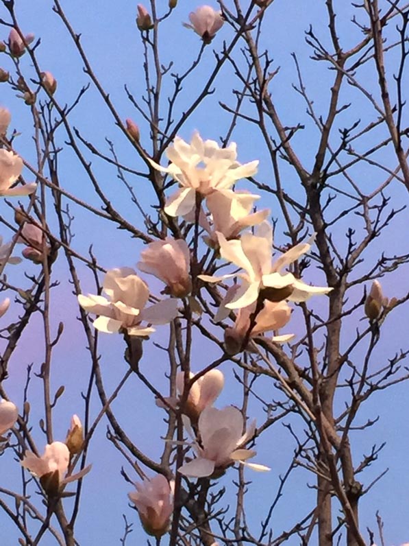 Floraison en fin d'hiver d'un magnolia, rue d'Aubervilliers, Paris 18e (75)