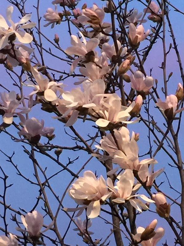 Floraison en fin d'hiver d'un magnolia, rue d'Aubervilliers, Paris 18e (75)