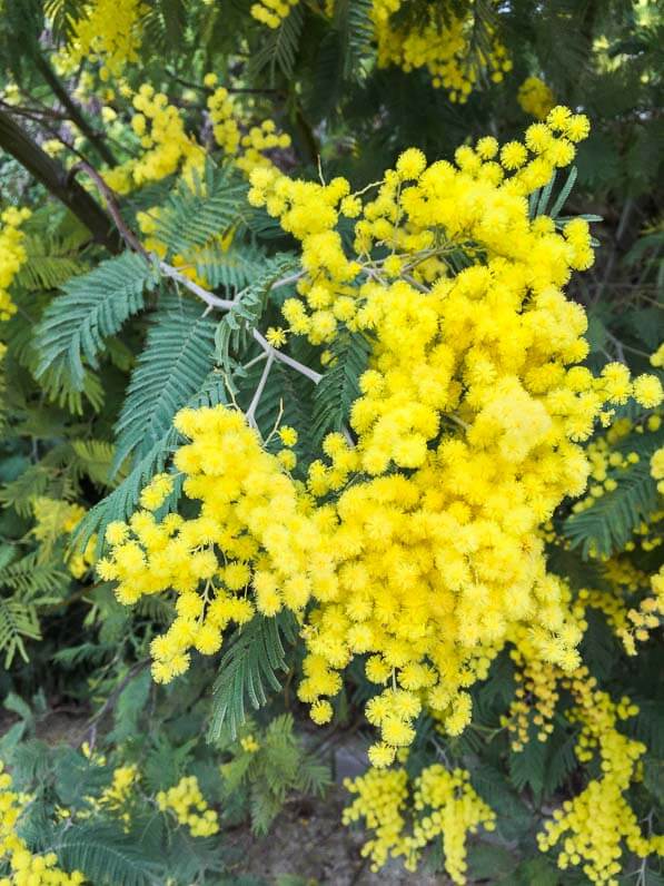 Mimosa (Acacia decurrens), Jardin des Plantes, Paris 5e (75)