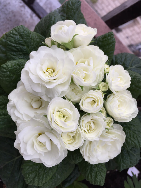 Primevère à fleurs doubles blanches, Primula Belarina 'Snow', sur mon balcon en fin d'hiver, Paris 19e (75)