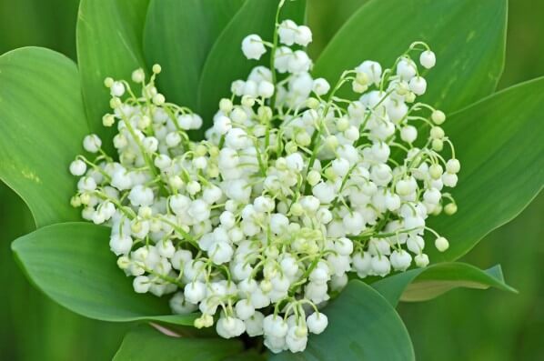 Lire la suite à propos de l’article Très belle et joyeuse journée du 1er mai !