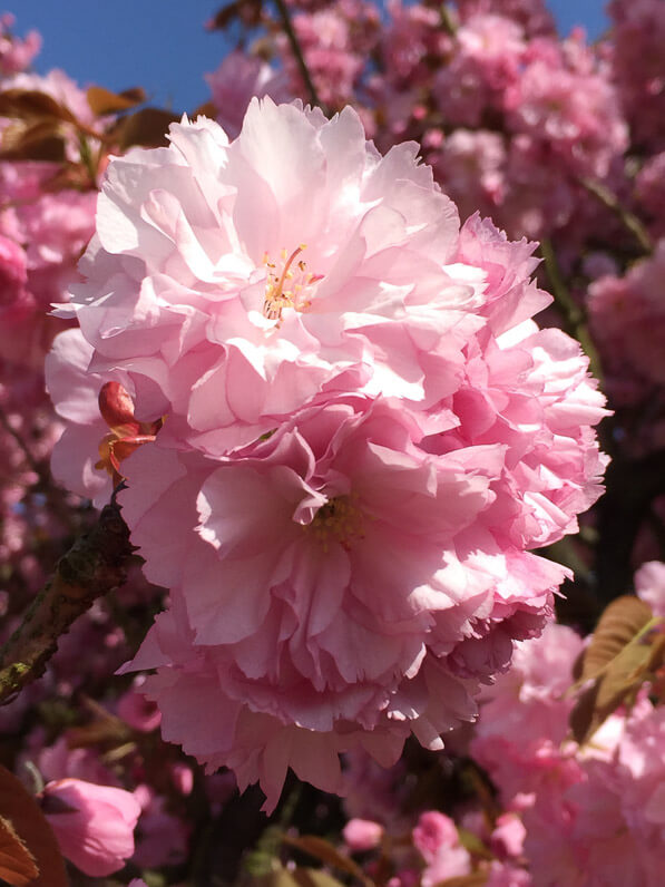 Cerisier du Japon (Prunus) dans le parc du Domaine de Sceaux (92) au printemps