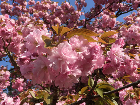 Lire la suite à propos de l’article Le Domaine départemental de Sceaux fête Hanami du 1er au 24 avril 2022