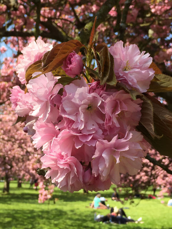Cerisier du Japon (Prunus) dans le parc du Domaine de Sceaux (92) au printemps