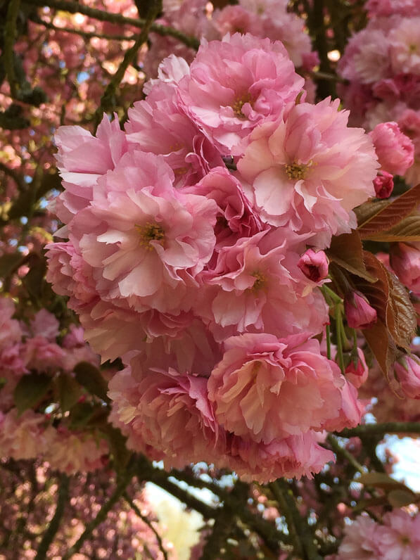 Cerisier du Japon (Prunus) dans le parc du Domaine de Sceaux (92) au printemps