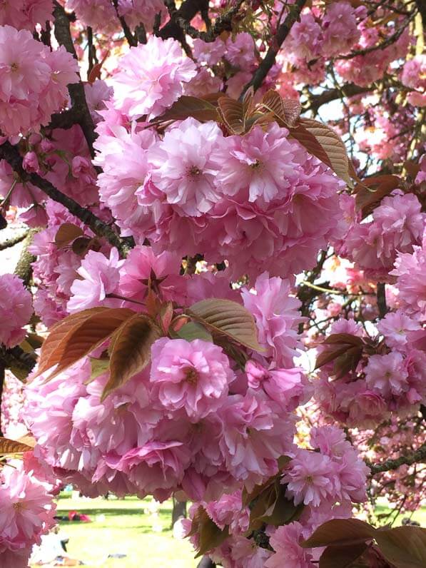 Cerisier du Japon (Prunus) dans le parc du Domaine de Sceaux (92) au printemps