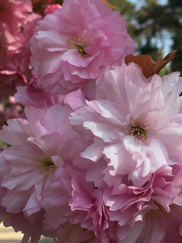 Cerisier du Japon (Prunus) dans le parc du Domaine de Sceaux (92) au printemps