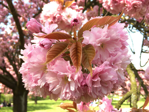 Cerisier du Japon (Prunus) dans le parc du Domaine de Sceaux (92) au printemps