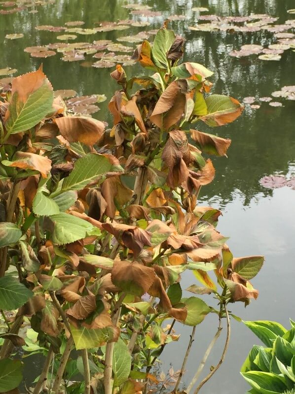 Hortensia (Hydrangea macrophylla), feuilles gelées, dégâts du gel au printemps