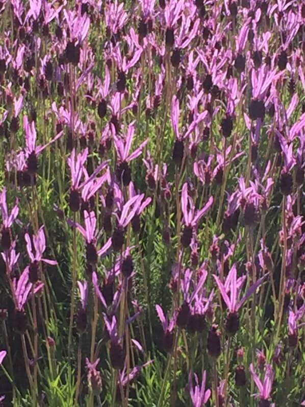 Lavande papillon (Lavandula stoechas) dans la rue d'Aubervilliers, Paris 18e (75)