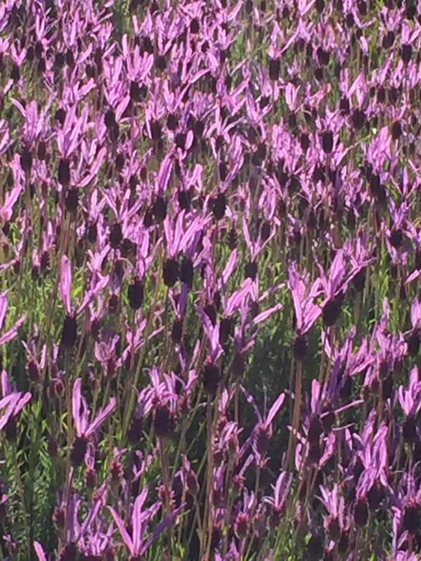 Lavande papillon (Lavandula stoechas) dans la rue d'Aubervilliers, Paris 18e (75)