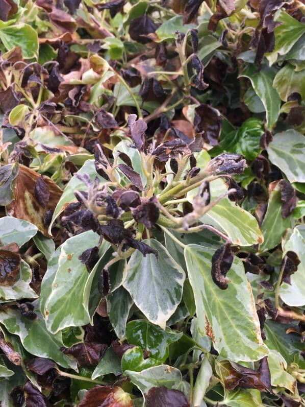 Lierre (Hedera), nouvelle feuilles gelées, dégâts du gel au printemps