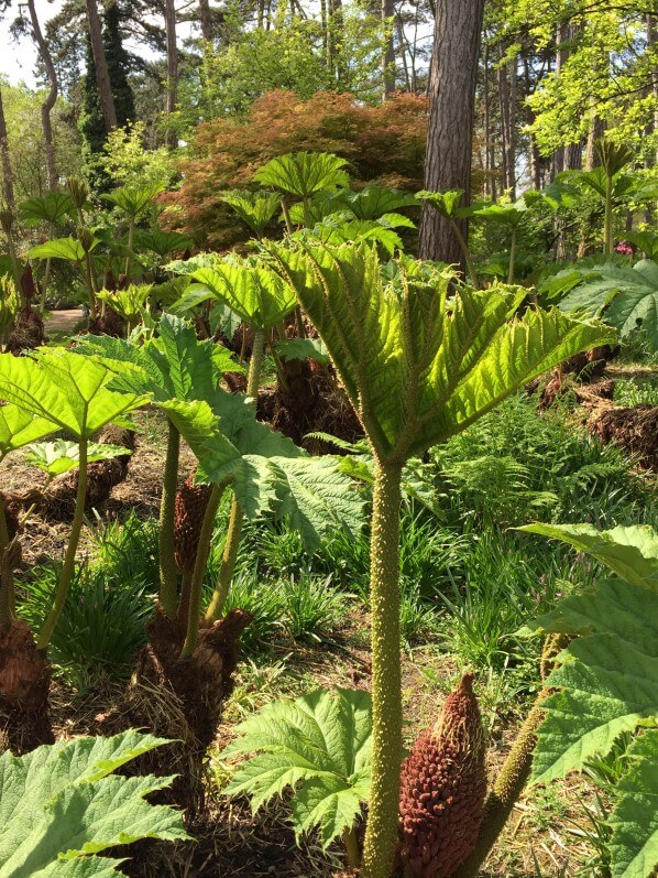 Rhubarbe géante du Chili, Gunnera manicata, plante vivace, Parc Floral, Paris 12e (75)