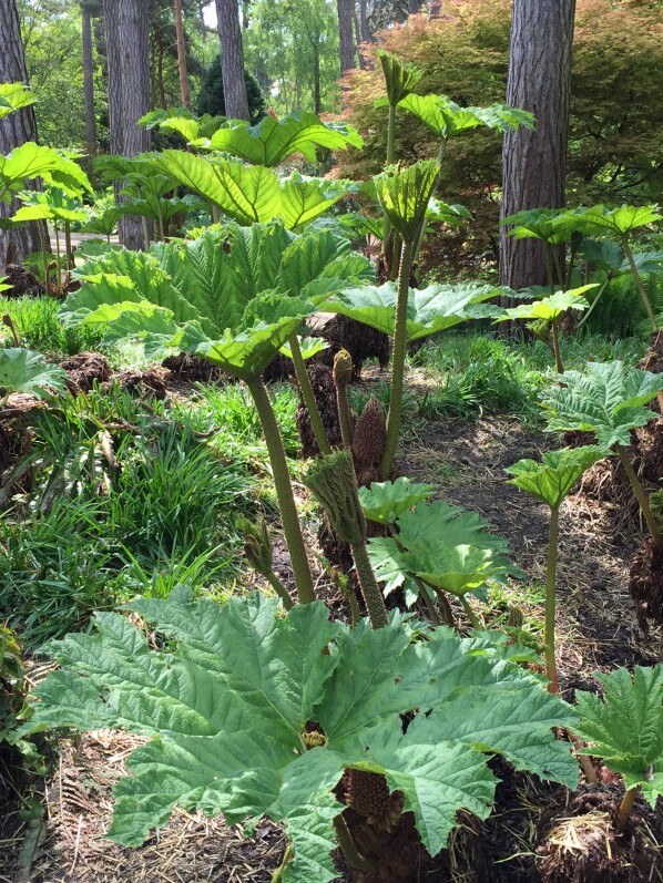 Rhubarbe géante du Chili, Gunnera manicata, plante vivace, Parc Floral, Paris 12e (75)